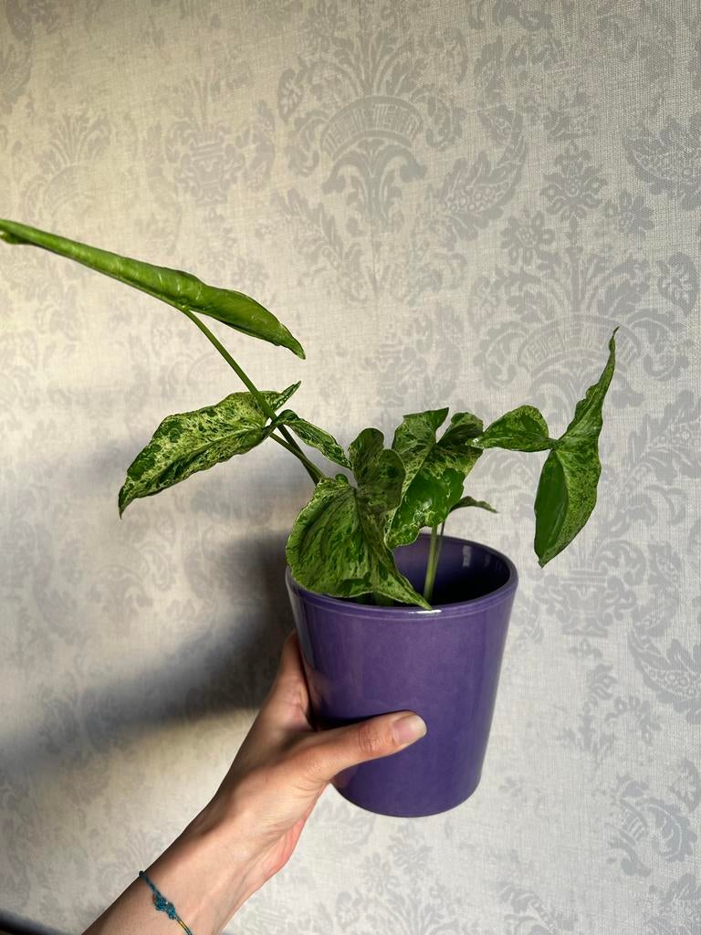 Syngonium Mojito kamerplant - Alleen ophalen in Zeist, Huis en Inrichting, Kamerplanten, Ophalen, Overige soorten, Halfschaduw