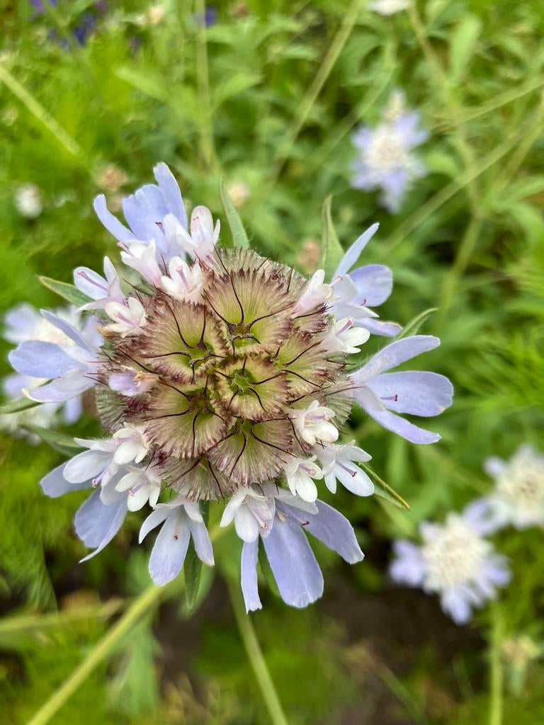 Bloemenzaden Scabiosa ‘Stellata’., Ophalen of Verzenden, Zaad