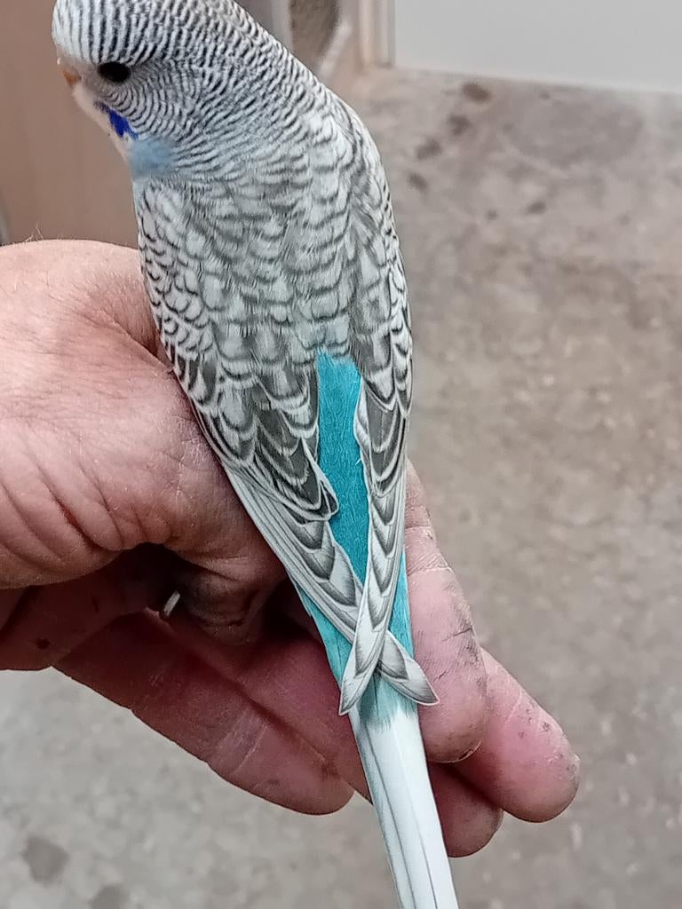 Melanistic split blackface, Meerdere dieren, Parkiet, Geringd