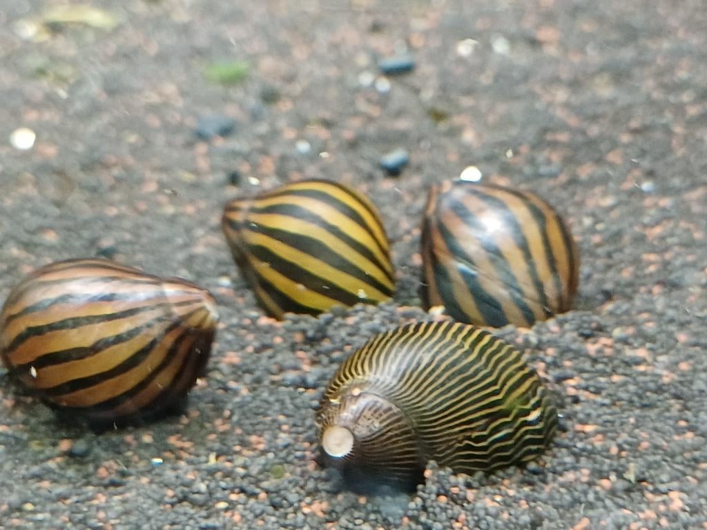 Hobbyaquarium Neritina Turrita zebra/zebrarenslak, Dieren en Toebehoren, Vissen | Aquariumvissen, Zoetwatervis, Slak of Weekdier