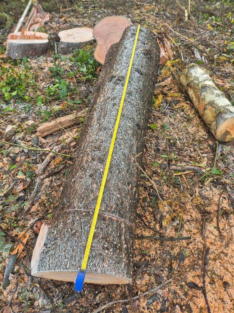 Lariks boomstammen - Ideaal voor diverse projecten, Ophalen, Nieuw