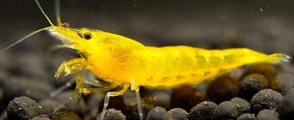 Garnalen, Kreeft, Krab of Garnaal