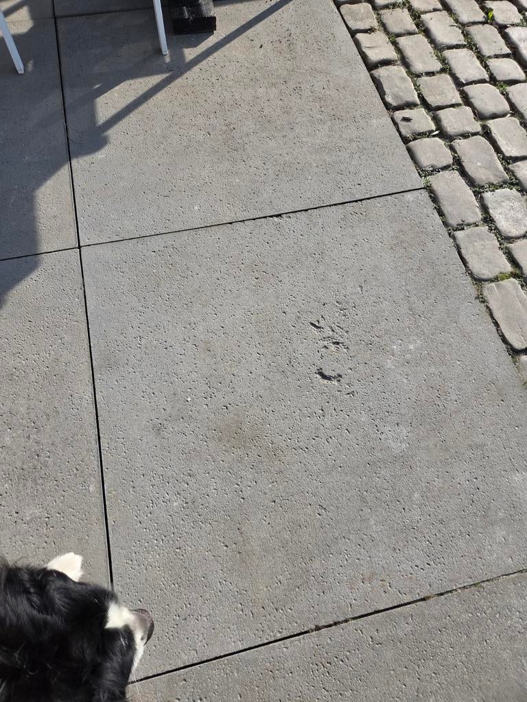 Oud Hollandse betontegels 1x1 meter, Ophalen, Beton, Terrastegels