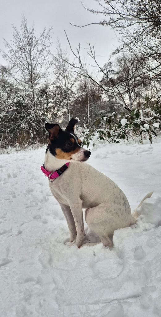 Lief nieuw thuis gezocht voor Daicy!, CDV (hondenziekte), 1 tot 2 jaar, Teef, Eén hond