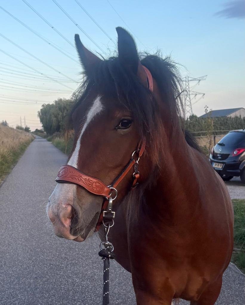 Super lieve tinker merrie, Minder dan 160 cm, 3 tot 6 jaar, Onbeleerd, Recreatiepaard