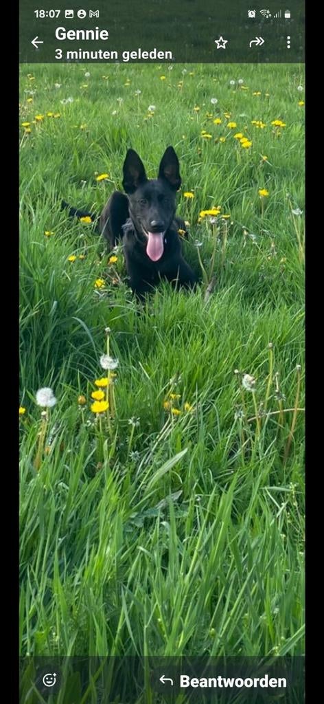 DekReu, Reu, 1 tot 2 jaar, Parvo, Eén hond