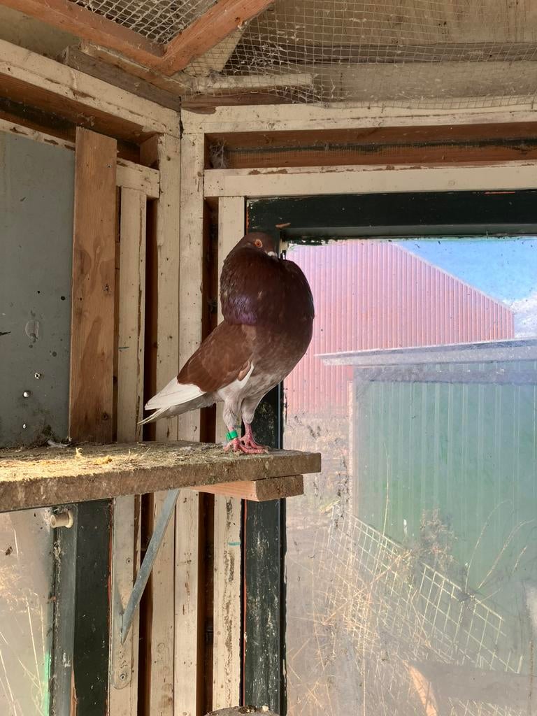 Gratis 3 gelderse slenk doffers, Dieren en Toebehoren, Vogels | Duiven, Mannelijk