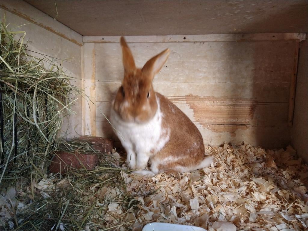 Mooie oranje bonte ram, 2 jaar oud, Dieren en Toebehoren, Mannelijk, Hangoor