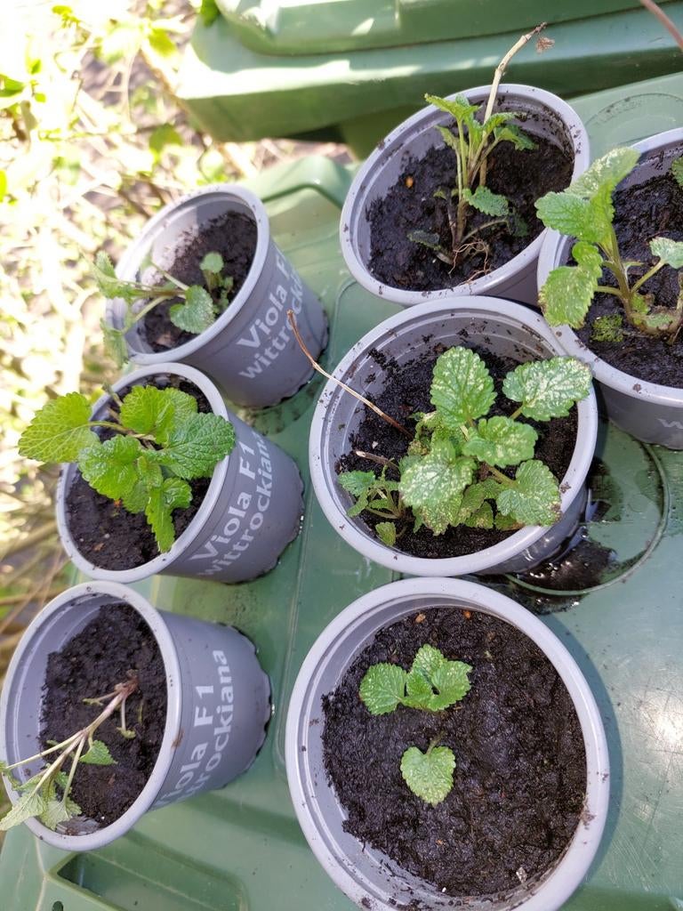Citroenmelisse plantjes, Ophalen, Vaste plant, Kruiden, Volle zon