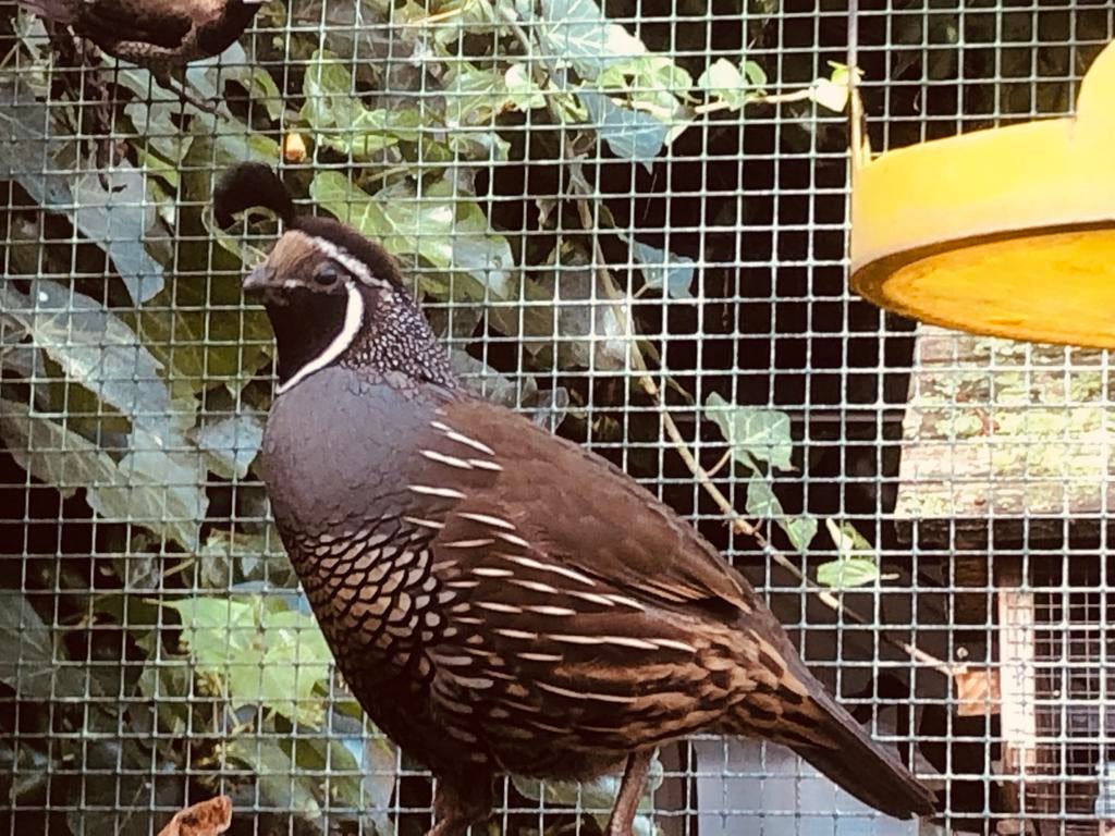 Californische kuifkwartel volwassen man, Dieren en Toebehoren, Mannelijk