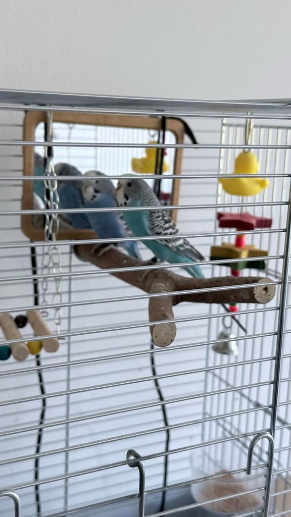 Twee mannen parkieten (Buddy en Coco), Mannelijk, Parkiet