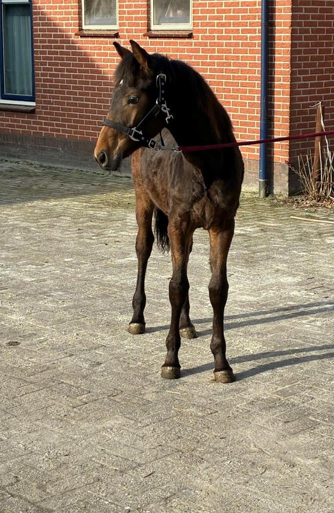 Hengst, Dieren en Toebehoren, Hengst, Minder dan 160 cm, Ontwormd, 0 tot 2 jaar