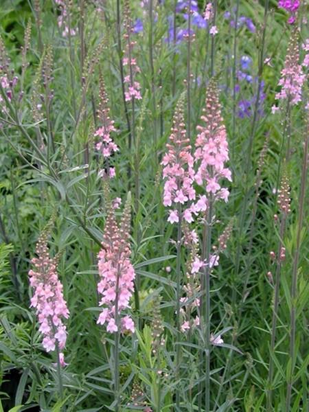 Linaria Vlasleeuwenbek - Vaste Plant op aanvraag, Vaste plant, Halfschaduw, Zomer, Ophalen
