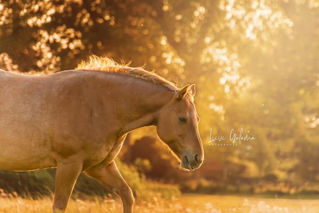 Fijne verzorger gezocht in Assendelft, Ophalen, Zo goed als nieuw