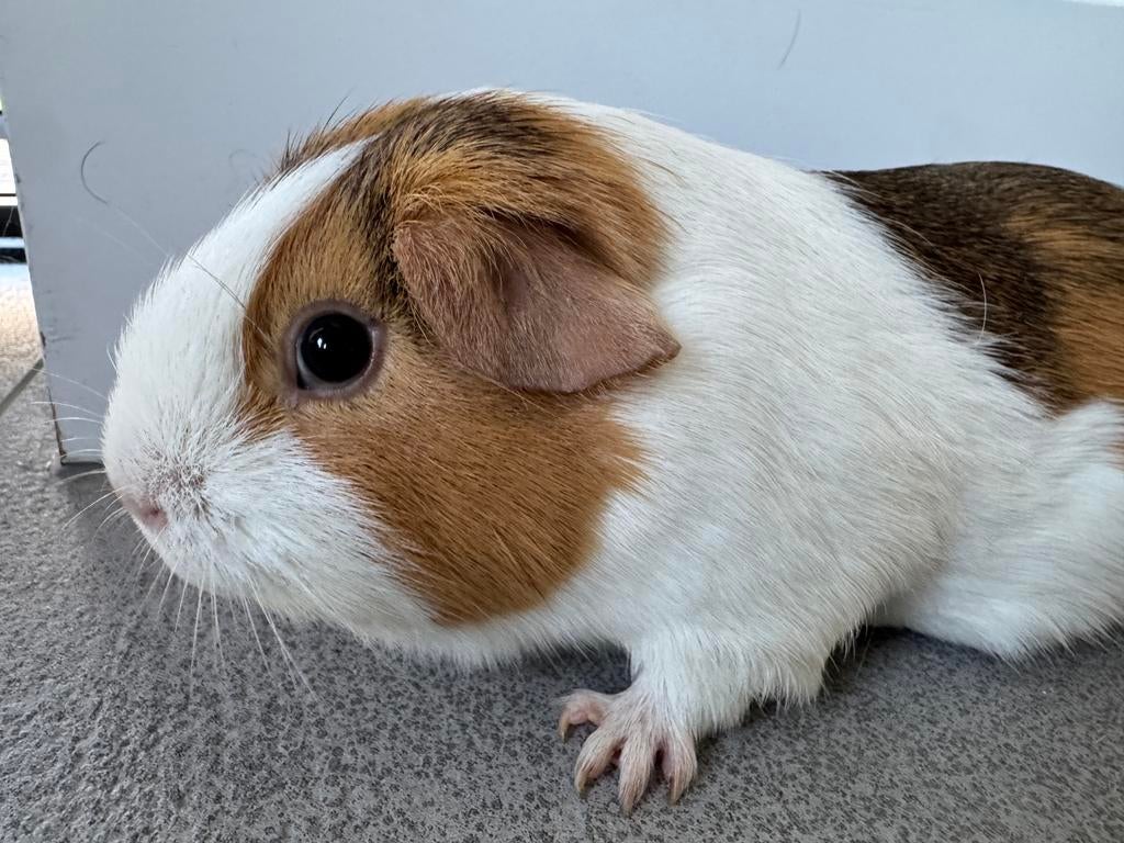 Lief zeugje Roos, Oktober, Vrouwelijk, Cavia
