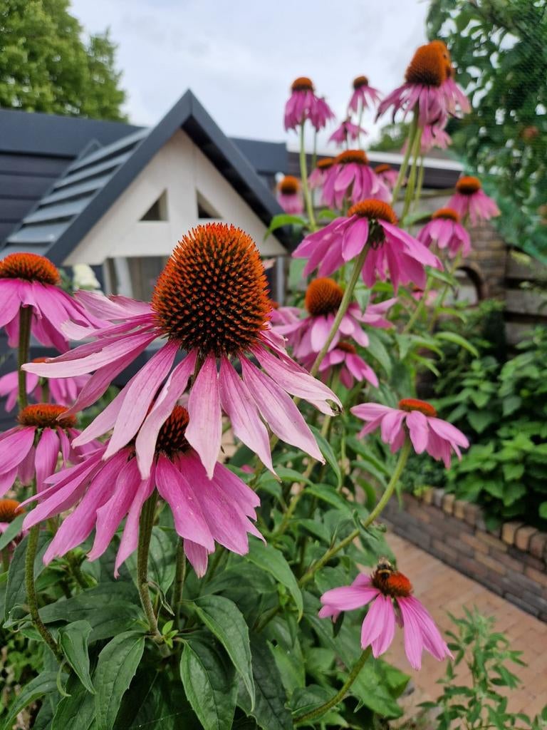 Roze zonnehoed zaden, Ophalen of Verzenden
