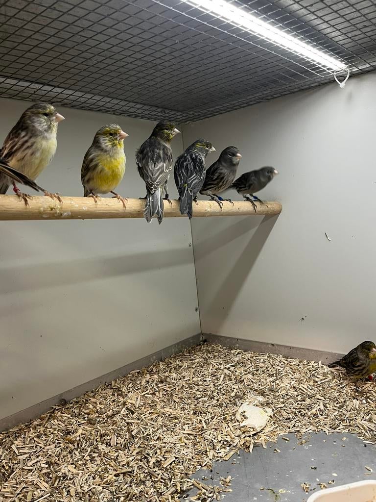 Kanaries Zwart/Geel, Meerdere dieren, Kleurkanarie