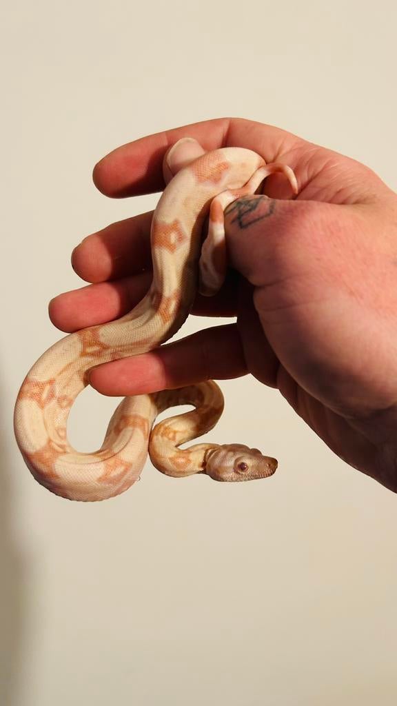 Boa contrictor albino kahl , ( hypo ), Slang, 0 tot 2 jaar