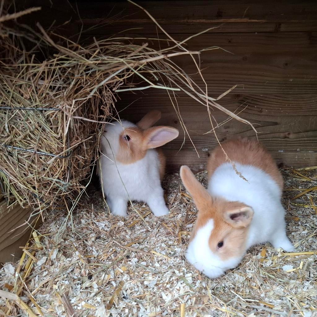 Hollander konijnen, Meerdere dieren, Middelgroot, 0 tot 2 jaar
