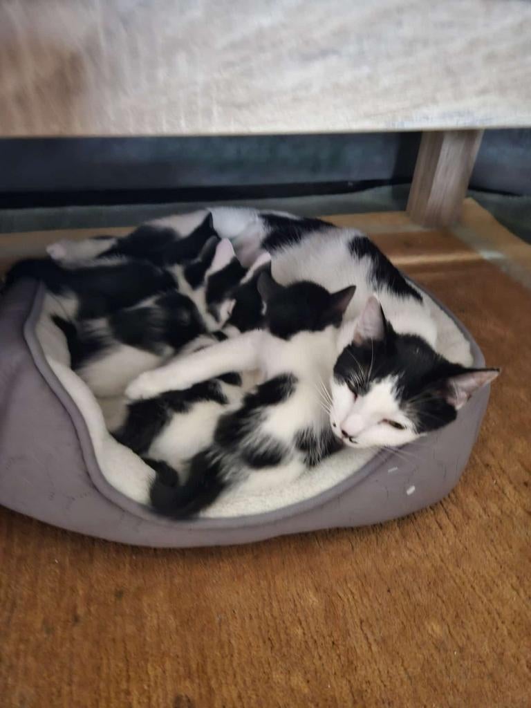 Kittens, Ophalen of Verzenden