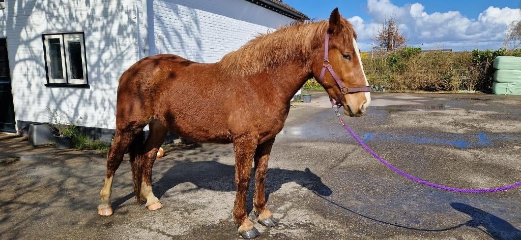 Onbeleerde 3 jarige ruin, Dieren en Toebehoren, Paarden, Gechipt, Minder dan 160 cm, Ruin, Dressuurpaard