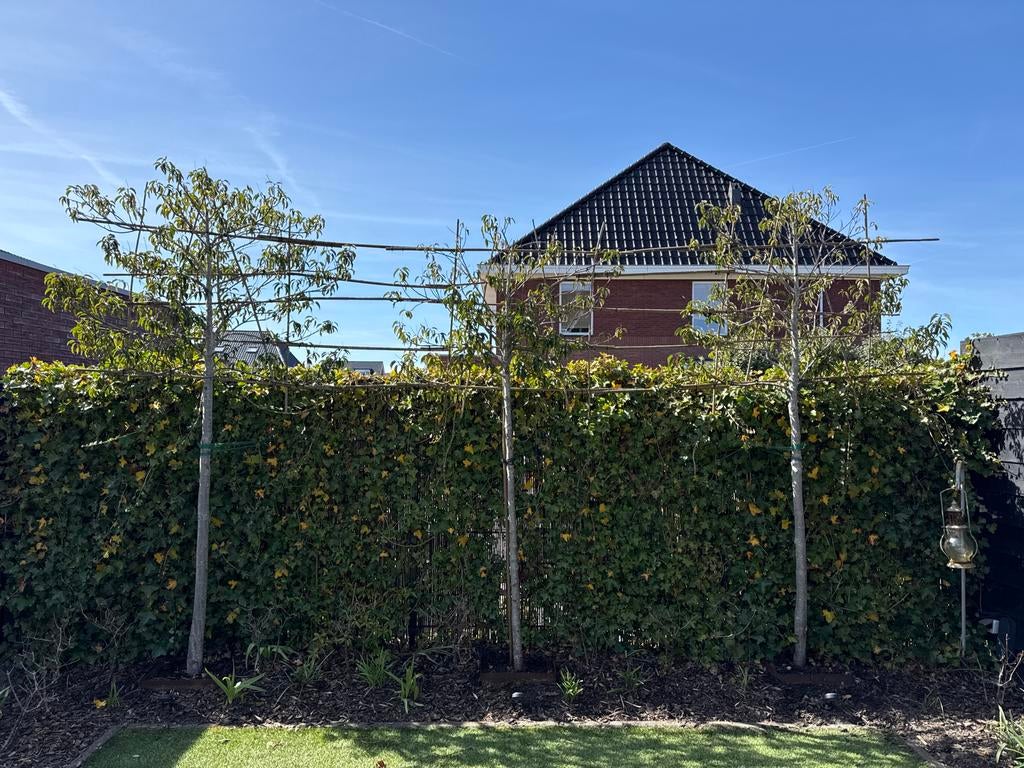 Leiboom Portugese Laurier (3 stuks), Bloeit niet, Leiboom, 250 tot 400 cm, Ophalen