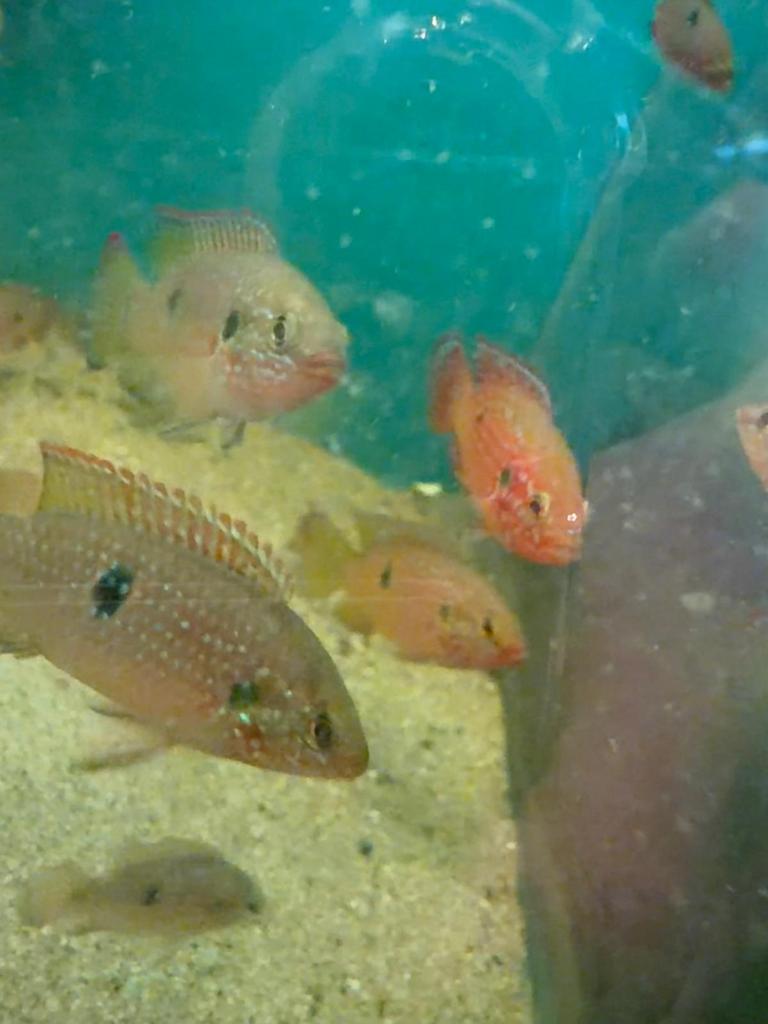 Red acara ongeveer 25 stuks, Vis, Zoetwatervis