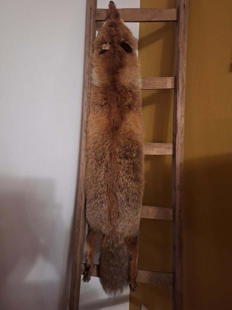 Voor decoratie vacht van Vos, Ophalen of Verzenden, Beeldje of Figuurtje