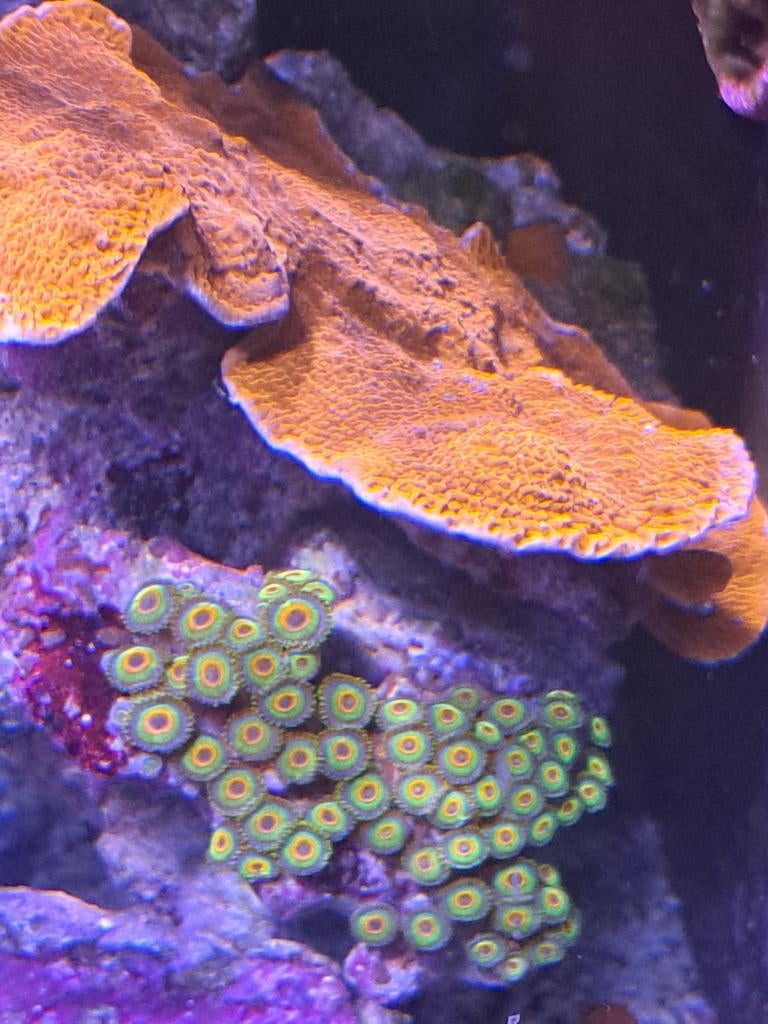 Grote steen met koraal (rode montipora en rasta zoa's), Overige typen, Zoutwatervis