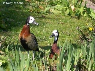 Siereenden en Ganzen en Zwanen., Dieren en Toebehoren, Meerdere dieren, Eend