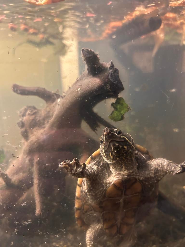 waterschildpadjes, Ophalen of Verzenden, Leeg aquarium