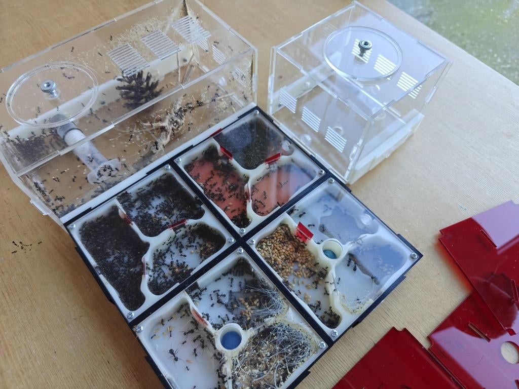 Messor Barbarus Mierenkolonie 1q 1000+w met Formicarium, Dieren en Toebehoren, Insecten en Spinnen, Mieren