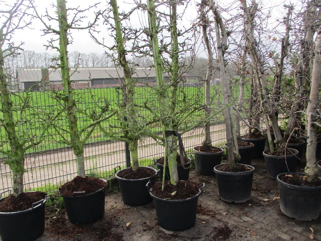 Oude perenbomen GieserWildeman Stoofpeer,Conference handpeer, Overige soorten, Lente, 250 tot 400 cm, Ophalen