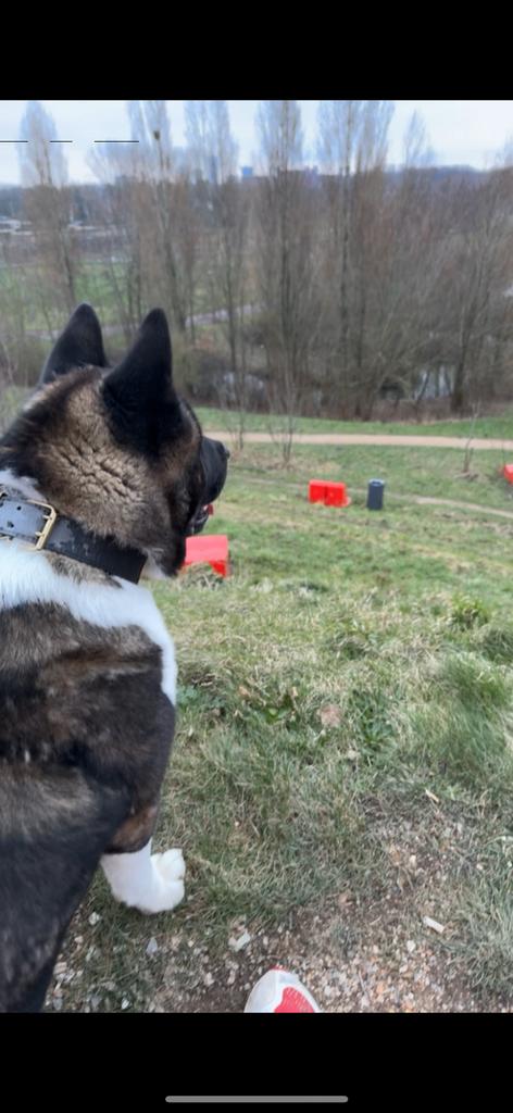 Nieuwe eigenaar, Dieren en Toebehoren, Honden | Herdershonden en Veedrijvers, HCC (leverziekte), Reu, Eén hond, 3 tot 5 jaar
