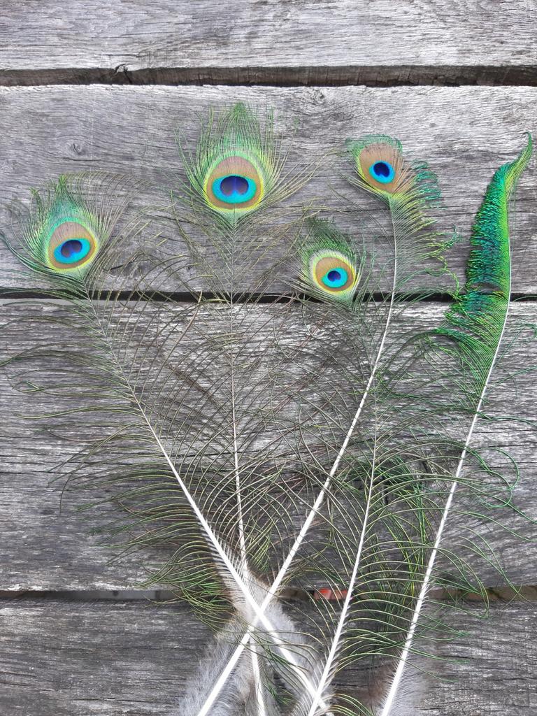 Pauwenveren, veren pauw, decoratie, Ophalen
