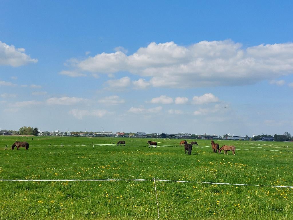 Rusthuis-pensioenstal: 1mei plek v. 1 ruin!!, Weidegang, 2 of 3 paarden of pony's