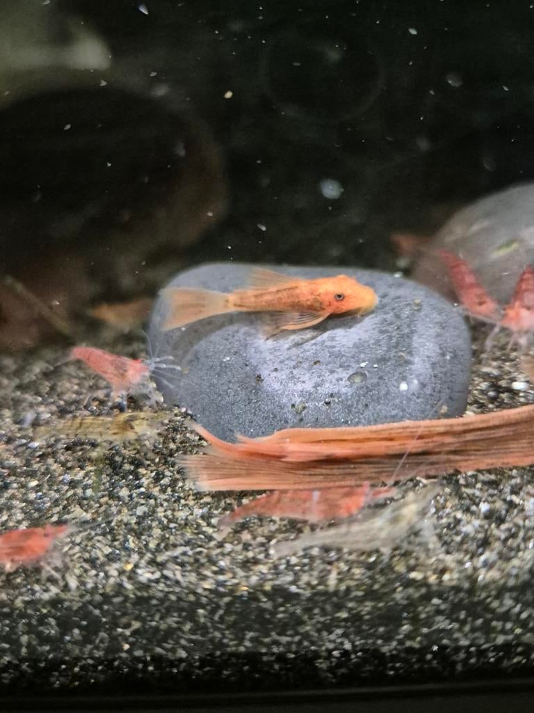 Super red longfin ancistrus, Dieren en Toebehoren, Vis