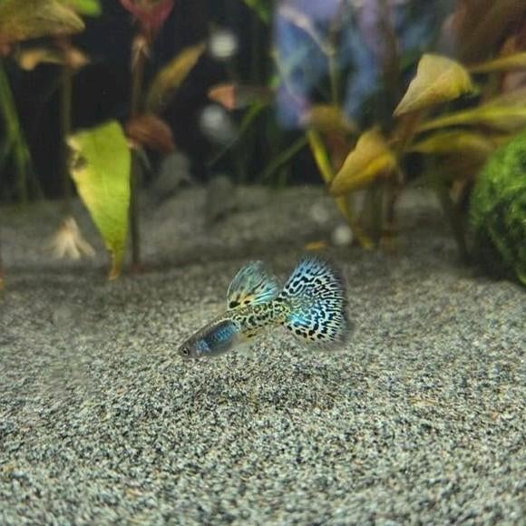 (Blue) Metal Grass guppies - mannen, Vis, Zoetwatervis
