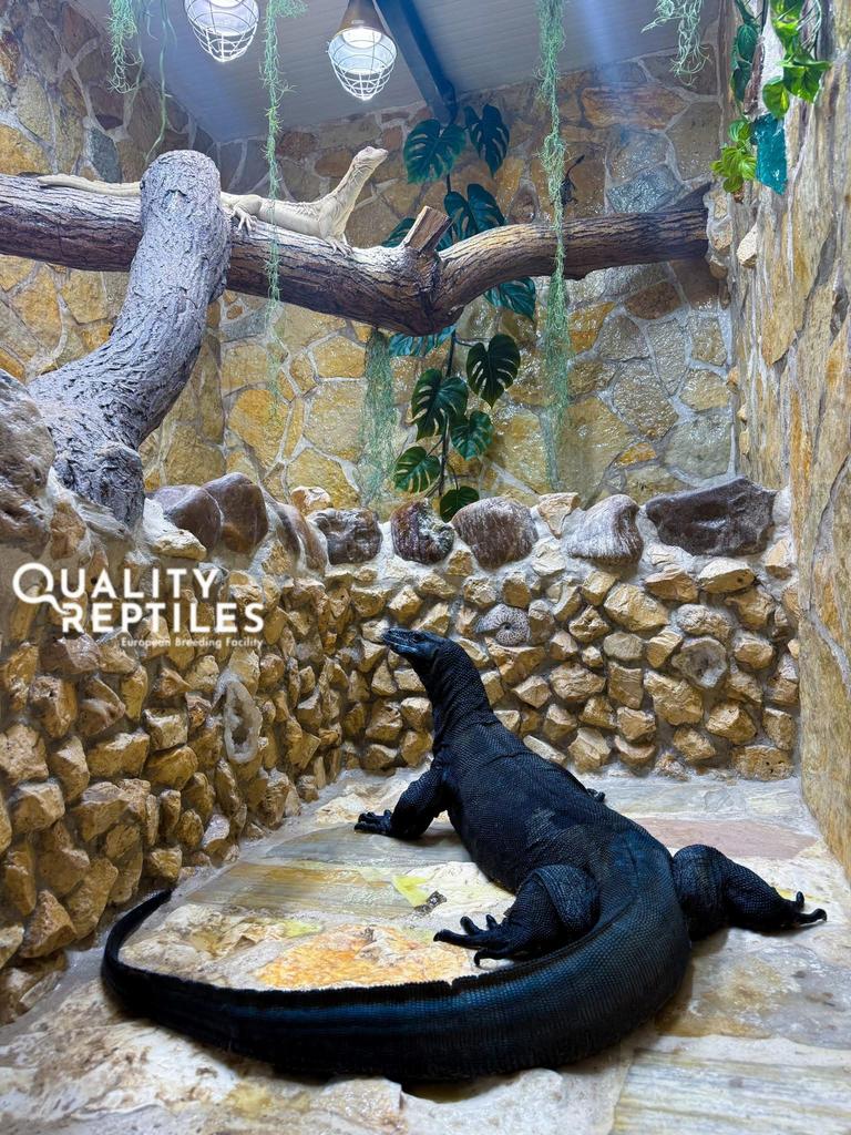 Nakweek 24 en 25 Black dragon - Varanus salvator, Hagedis, 0 tot 2 jaar