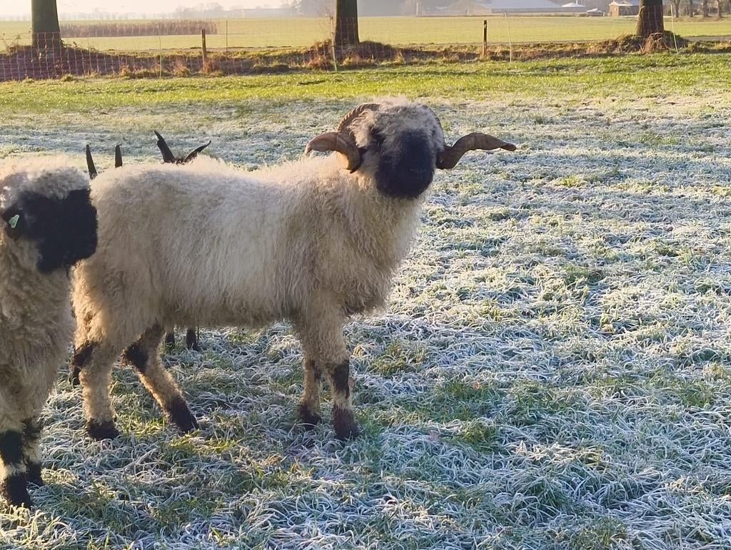 Walliser Schwarznase dekram, Dieren en Toebehoren, Schapen, Geiten en Varkens, Mannelijk, Schaap, 3 tot 5 jaar