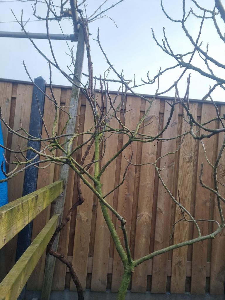 Grote groene/ gele druif plant ., Tuin en Terras, Planten | Bomen, Ophalen, Zomer, Volle zon, Overige soorten