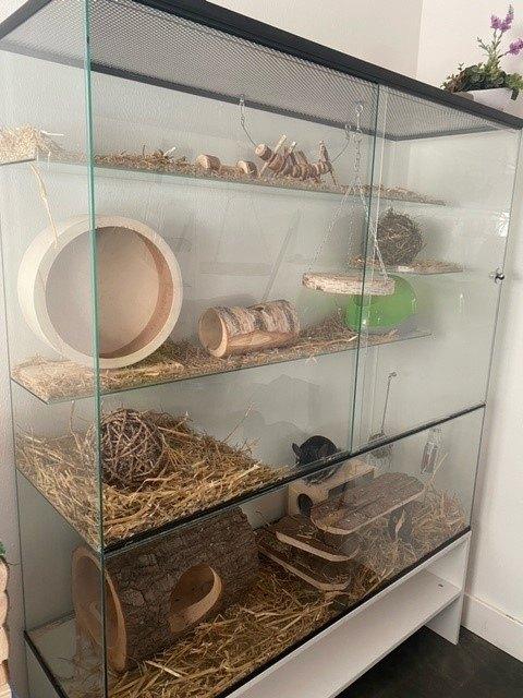 XXL terrarium voor degoes en chinchilla, Ophalen of Verzenden, 90 cm of meer, Chinchilla, Hok