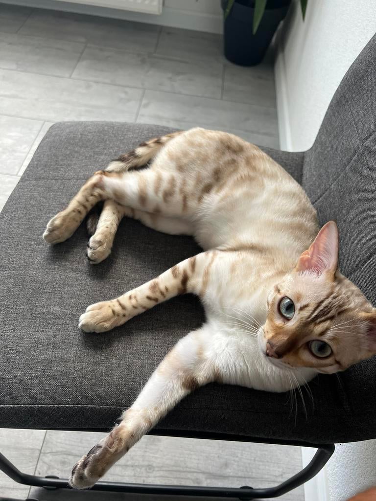 100% Bengaalse Dekkater Snow Lynx Bengaal, Dieren en Toebehoren, 0 tot 2 jaar