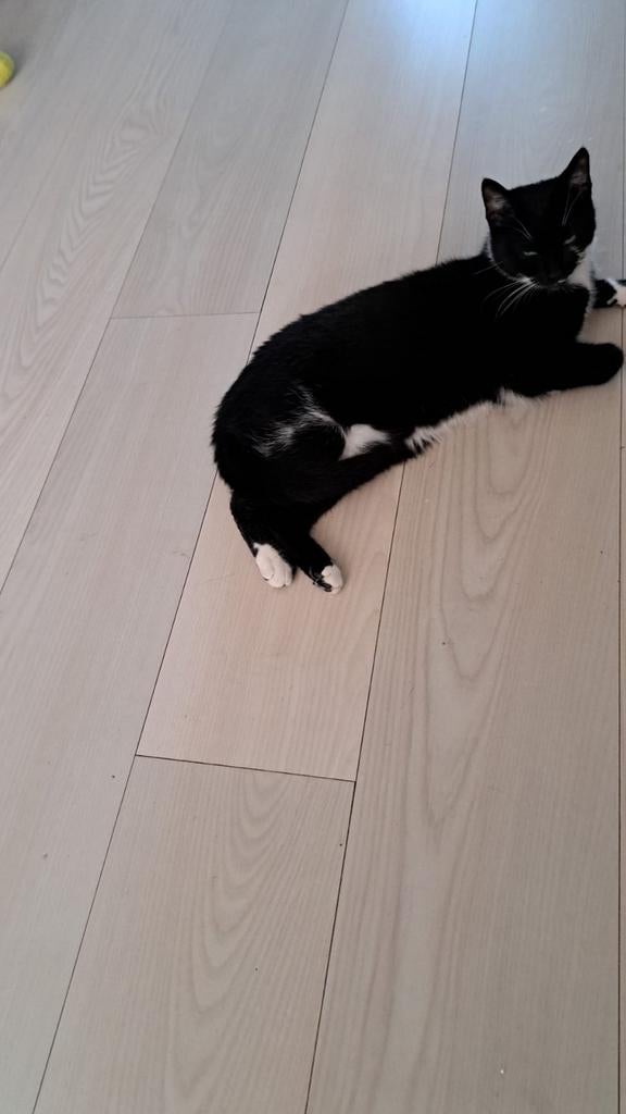 Zwarte kater, Dieren en Toebehoren, Katten en Kittens | Overige Katten, Kater