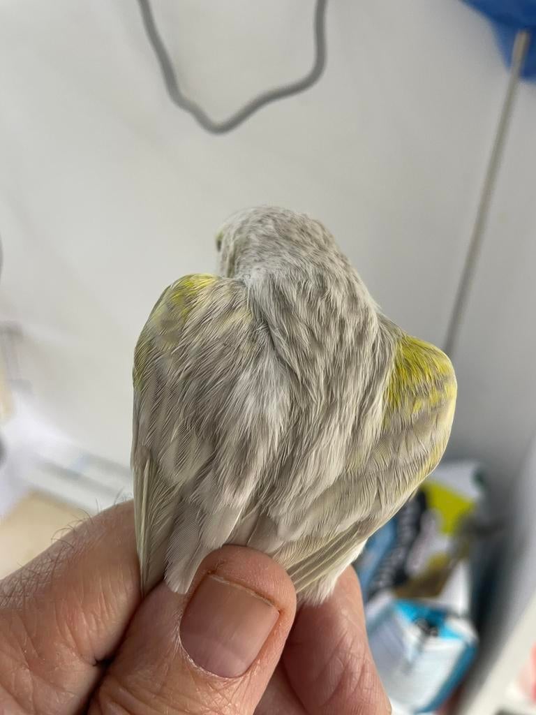 Geel mozaiek agaat opaal, Dieren en Toebehoren, Vogels | Kanaries, Meerdere dieren, Kleurkanarie