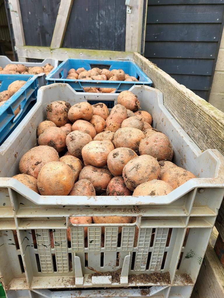 Aardappelen Bildstar €0,60, Diversen, Levensmiddelen, Ophalen