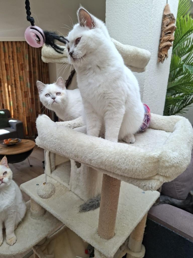 2 herplaats bluepoint kittens, Poes, Met stamboom, 0 tot 2 jaar