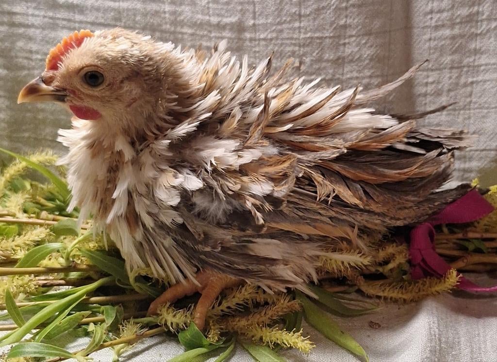 Ayam Serama kuikens. 10 krul, 8 gladde en 5 zijdevederige., Dieren en Toebehoren, Meerdere dieren, Kip