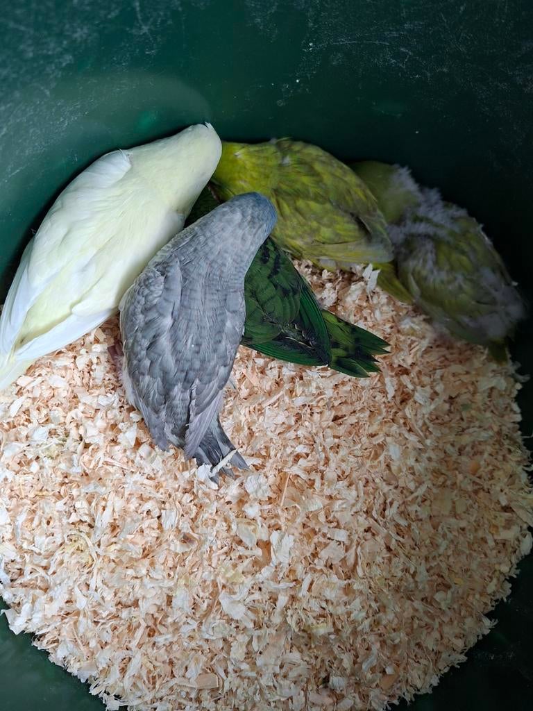 Jonge catharina parkieten   eten al zelf, Dieren en Toebehoren, Vogels | Parkieten en Papegaaien, Meerdere dieren, Parkiet, Tam