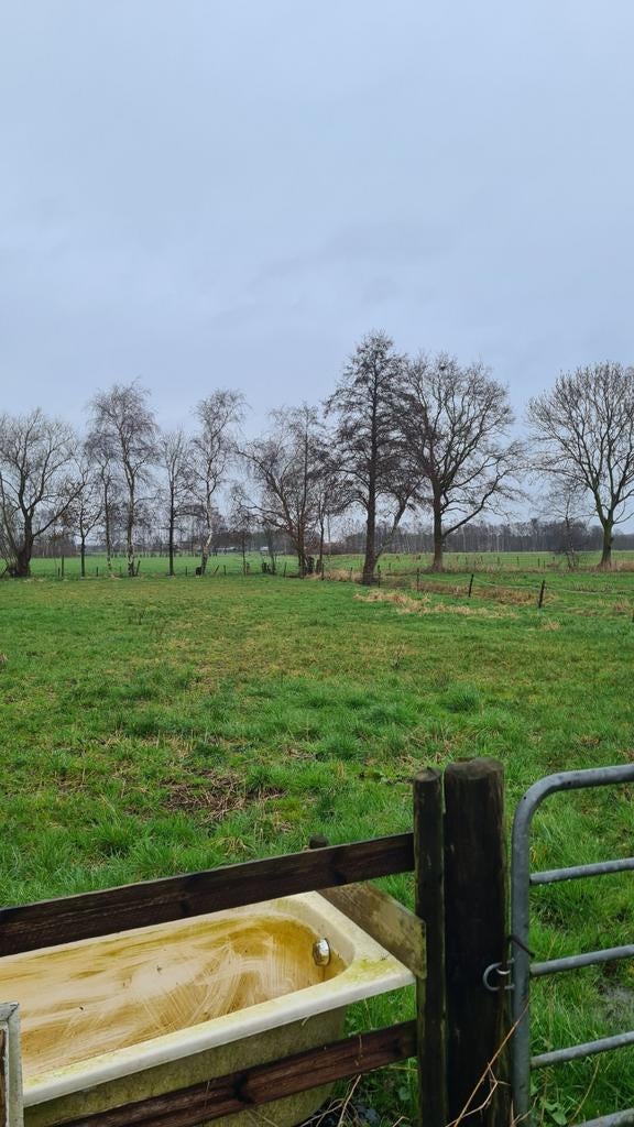 Te huur weiland rand varsseveld., Dieren en Toebehoren